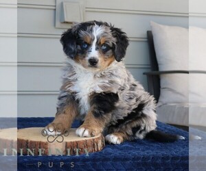 Medium Bernedoodle (Miniature)