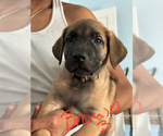 Puppy Puppy 1 Belgian Malinois-Boerboel Mix