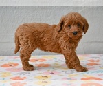 Small #2 Poodle (Miniature)