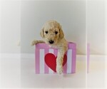 Small Photo #13 Goldendoodle Puppy For Sale in ZEBULON, NC, USA