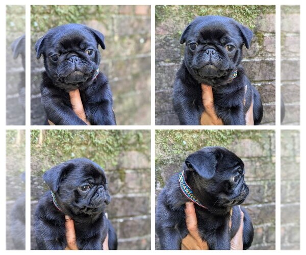 Medium Photo #1 Pug Puppy For Sale in GREENVILLE, SC, USA