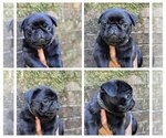Puppy Grumpy Pug