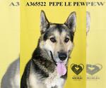 Small #1 German Shepherd Dog