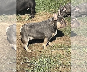 Father of the French Bulldog puppies born on 01/02/2023