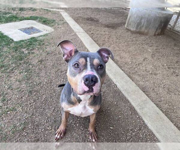 Medium Photo #1 Mutt Puppy For Sale in Plano, TX, USA