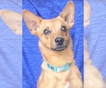 Small Chihuahua Mix