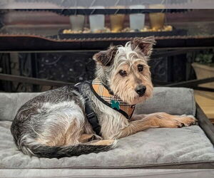 Miniature Schnauzer-Unknown Mix Dogs for adoption in Mission Viejo, CA, USA