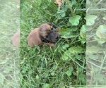 Small Photo #25 Dachshund Puppy For Sale in MONONA, IA, USA