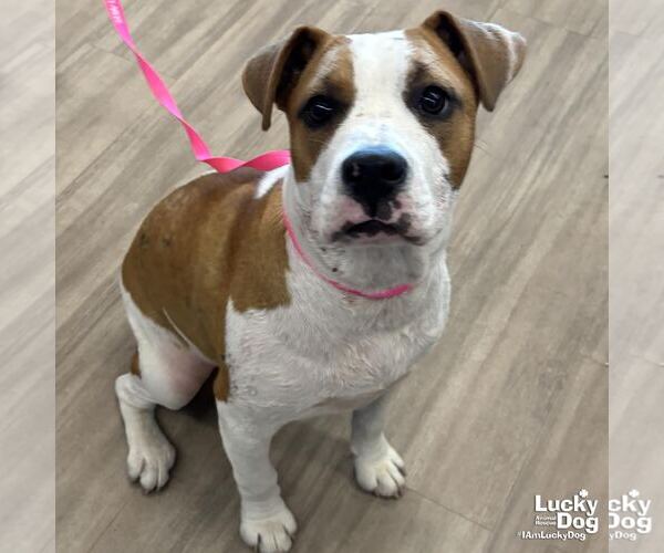 Medium Photo #1 Boxer-Unknown Mix Puppy For Sale in Washington, DC, USA