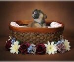 Small #19 Olde English Bulldogge