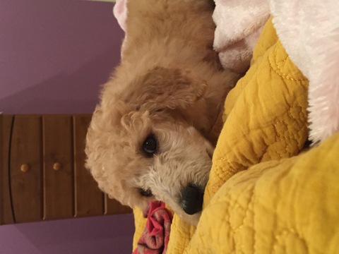 Medium Photo #1 Poodle (Standard) Puppy For Sale in ITALY, TX, USA