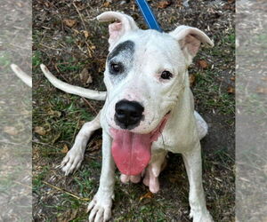 American Pit Bull Terrier Dogs for adoption in Tarboro, NC, USA