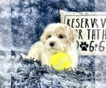 Small #3 Maltipoo