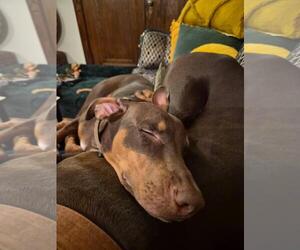 Doberman Pinscher Dogs for adoption in Minneaoplis, MN, USA
