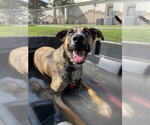 Small #2 German Shepherd Dog Mix