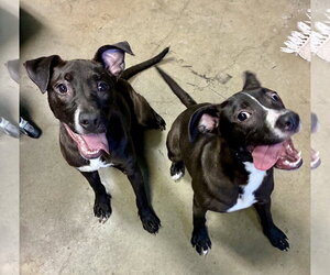 Gamora and Nebula - Female Labrador Retriever-Unknown Mix Dog for Adoption - Photo #2