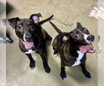 Small #1 Labrador Retriever Mix