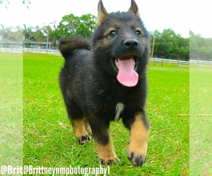 German Shepherd Dog-Siberian Husky Mix Puppy for sale in MULBERRY, FL, USA