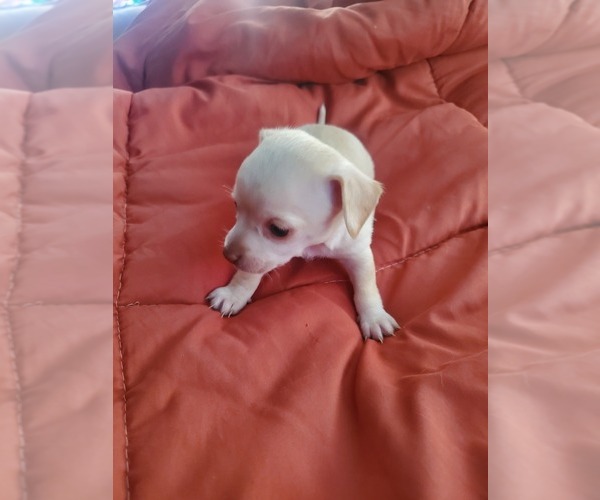Medium Photo #13 Chihuahua Puppy For Sale in PENSACOLA, FL, USA