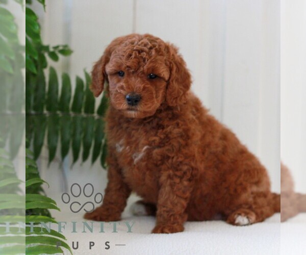 Medium Photo #3 Goldendoodle (Miniature) Puppy For Sale in LANCASTER, PA, USA