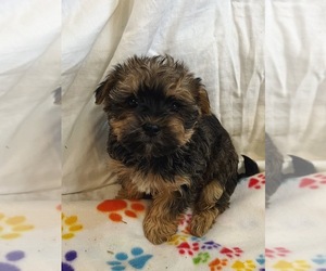 Yorkie Pin-YorkiePoo Mix Puppy for sale in FREDERICK, MD, USA
