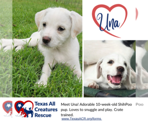 ShihPoo Dogs for adoption in Lillian, TX, USA