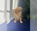 Small Photo #3 Golden Retriever Puppy For Sale in SAN FERNANDO, CA, USA