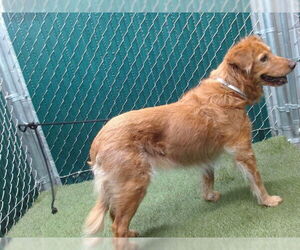 Spanador Dogs for adoption in Downey, CA, USA