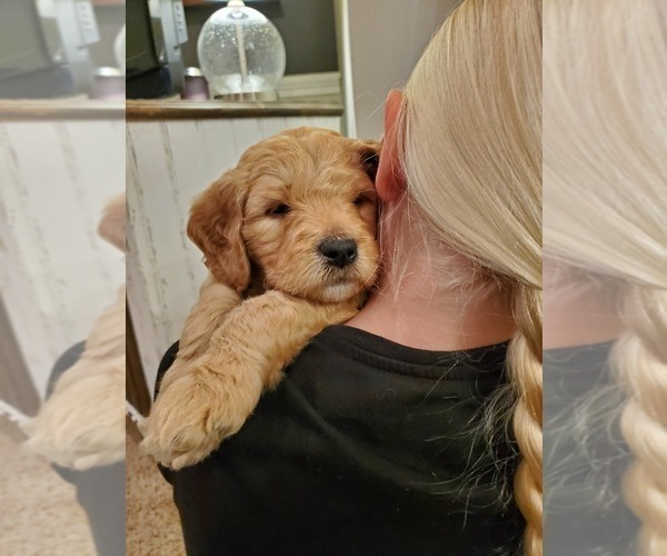Medium Photo #19 Goldendoodle Puppy For Sale in COKATO, MN, USA