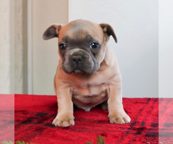 Medium Photo #6 French Bulldog Puppy For Sale in LANCASTER, PA, USA