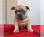 Small Photo #6 French Bulldog Puppy For Sale in LANCASTER, PA, USA