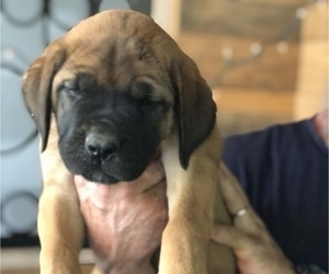 Medium Mastiff