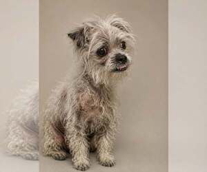 *Mooncalf Beast -- DIABETES - Female Maltese-Unknown Mix Dog for Adoption - Photo #2