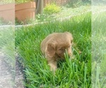 Small #4 Golden Retriever