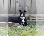 PENNY LANE - Female Pointer-Unknown Mix Dog for Adoption - Small photo