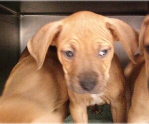 Boxer-Unknown Mix Dogs for adoption in Oklahoma City, OK, USA