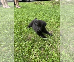 Sheprador Puppy for Sale in BROOKLINE, New Hampshire USA