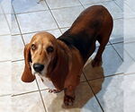 Small #2 Basset Hound