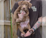 Small Photo #4 Labralas Puppy For Sale in Huntley, IL, USA