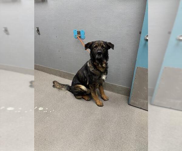 Medium Photo #1 German Shepherd Dog-Unknown Mix Puppy For Sale in Las Vegas, NV, USA