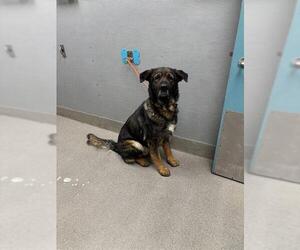 German Shepherd Dog-Unknown Mix Dogs for adoption in Las Vegas, NV, USA