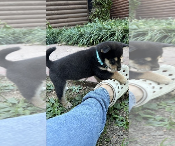 Medium Photo #18 Shiba Inu Puppy For Sale in NEW ATHENS, IL, USA