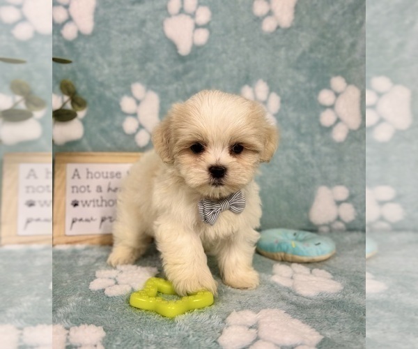 Medium Photo #3 Mal-Shi Puppy For Sale in NOBLESVILLE, IN, USA
