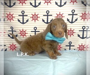 Dachshund Puppy for sale in WINNSBORO, LA, USA