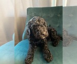 Small Photo #3 Sheepadoodle Puppy For Sale in DUNCAN, OK, USA