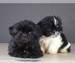 Small Photo #11 Shih Tzu Puppy For Sale in SCOTTSDALE, AZ, USA