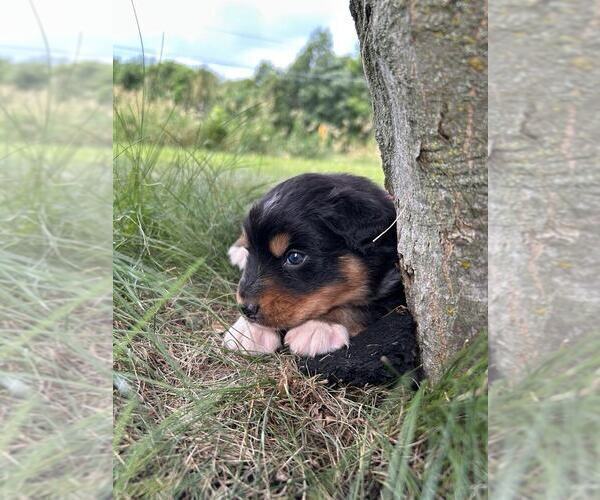 Medium Photo #4 Australian Shepherd Puppy For Sale in JEROMESVILLE, OH, USA