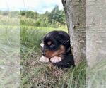 Small #3 Australian Shepherd