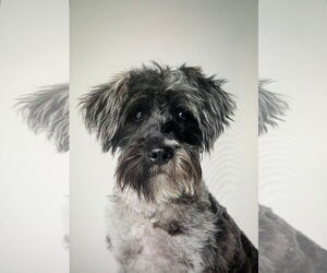 Pretzel - M - Male Mutt Dog for Adoption - Photo #4