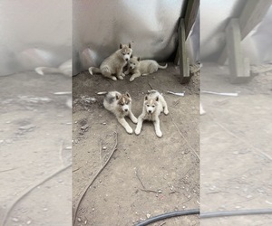 Siberian Husky Puppy for sale in HANOVER TOWNSHIP, PA, USA
